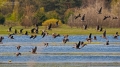 071_Biebrza - kwiecien 2011